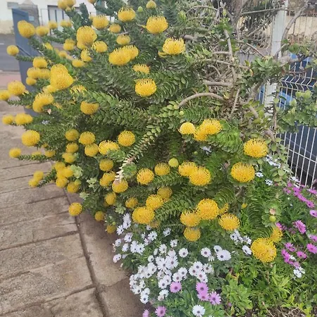 La Casa De Las Flores Feriehus Tacoronte